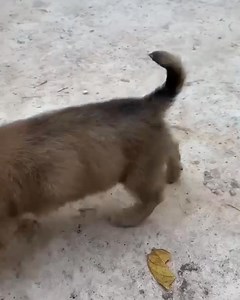 206K views · 9.1K reactions | Stray abandoned puppy rescue  #dogrescue #puppyrescue #straydogs | Caring Animal Shelter | Facebook