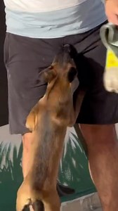 22K views · 205 reactions | knick knack patty wack, give the dog a diff bone @_a_h_m_e_d_hany | Viral Nut Shots | Facebook