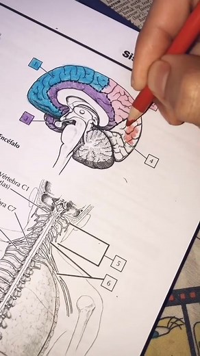 Cuaderno de Anatomía: Sistema Nervioso para Colorear