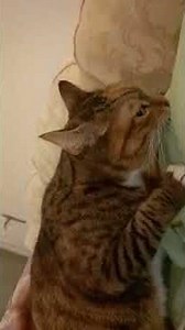 Paddling, smurgling Cat. Trixie-Belle. A cat using its paws and claws to rhythmically knead.