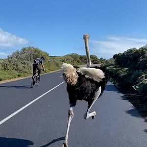 Ostrich pursues cyclist in Cape Town