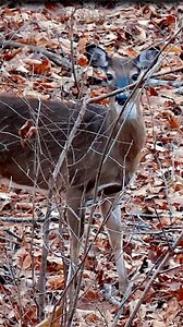 358 Winchester AR10 Suppressed | TWO DEER DOWN ☠️ Wilson Combat 358 Win 16 in Tactical Hunter Rifle | Lehigh Defense, LLC 180 Grain Tipped Controlled Chaos Bullet | ATN X-Sight 3-15x LRF Optic | Diligent Defense Co. DTF-STI Suppressor #wilsoncombat #lehighdefence #atn #diligentdefense #deer #deerseason #deerhunter #whitetailhunting #whitetail #whitetaildeer #hunt #huntingforfood #hunters #hunter #reelsinstagram #reelsfb #reels2024 #reelsinsta #reelsviral #reelsvideo #reels #epic #camo #ar10 #DRT