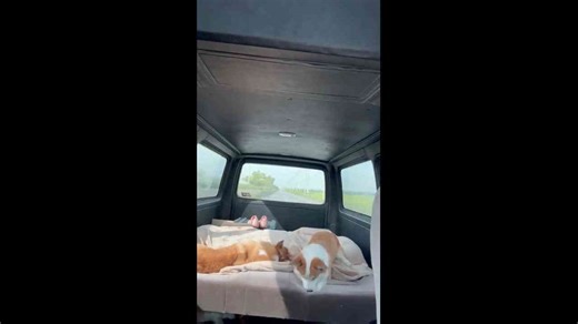 Corgi antics inside a van during a road trip in Chonburi, Thailand