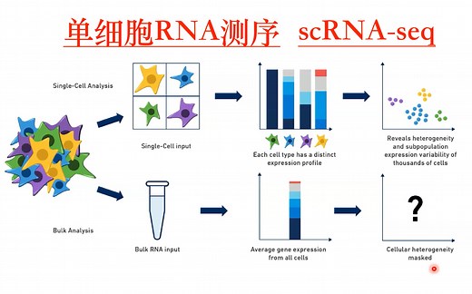 单细胞RNA测序讲解（single cell RNAseq）