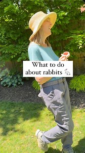 If the bunnies are bad in your neighborhood, go slow with your investment. No use buying a bunch of things and then have them all get eaten right away. Note: not all of the plants I recommended are pollinators. I forgot to add foamflower which is another great native plant for shade. And to clarify, Lisa dogwoods are not native but it was another tree right there in that small space😑. People often ask what I do to deter rabbits and while we have a lot of them on our property they don’t seem to 