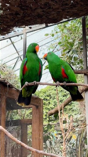 Peaceful Eclectus Parrots | Relaxing Green Birds with Natural Sounds (4K Nature Ambience)