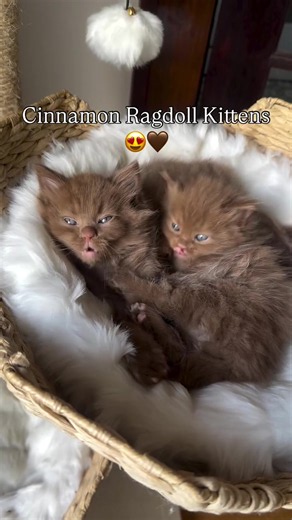 Cinnamon Ragdoll Kittens: Meet Winnie, Our New Queen!