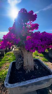 1.3K views · 5.6K reactions | pangmalakasan sa ganda ,outplant ang bougainvillea,dapat expose sa init ng araw atleast 6 to 8hrs aday @highlight | Miles Bougainvillea Gensan | Facebook