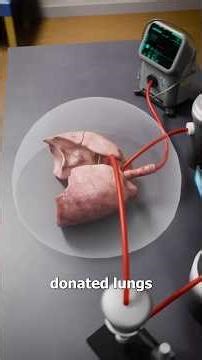How Donor Lungs Are Kept Fresh 🤨 Durgeon Reacts