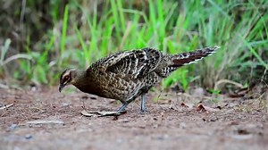 clip-1054959377-mature-female-pheasant-looking-around-food-on