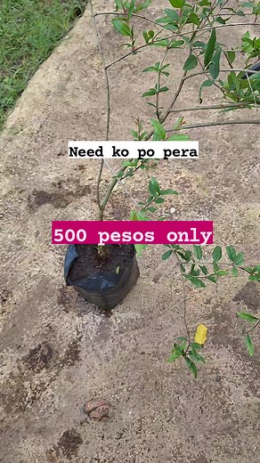 8.3K views · 109 reactions | Fruiting soft seeded pomegranates 500 pesos lamang Pick up lang dito sa taniman. #pomegranate #seedlingslacastellana #agriculture | Seedlings La castellana | Facebook