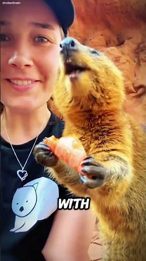 Discover the Quokka; The World's Happiest Animal#Quokka #HappiestAnimal #SmilingQuokka