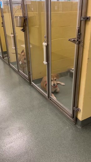 Those faces 🥺🙏 Rescue work can be overwhelming. This is just one side of one kennel room in our shelter 😔 These sweet dogs shouldn’t be stuck inside kennels all day, they should be out enjoying life with a loving family! 🙏 We do the best we can with the resources we have, but right now we have over 70 dogs in our care 💔 If you can’t adopt, please consider fostering or perhaps becoming one of our volunteer dog walkers 🙏 Our pets are waiting for you, including doggies Miko, Leah, Tiger, Haze
