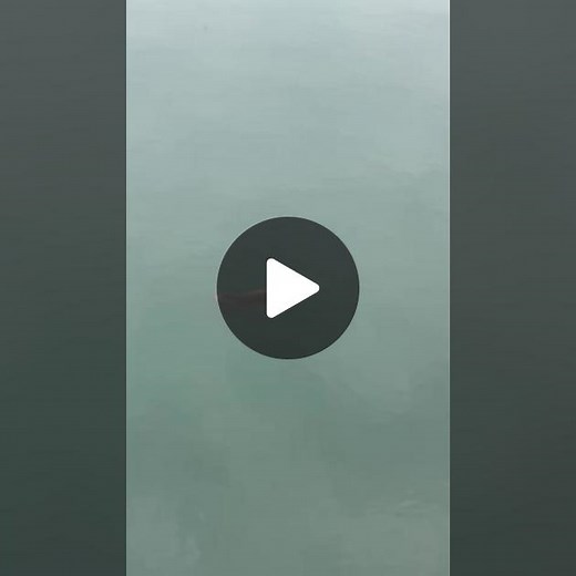 Explore the Beauty of a Large Fish in 澄清湖