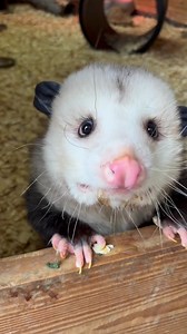 1.9M views · 90K reactions | Knock, knock! ✊ Waylin the opossum greets our keepers with his big adorable eyes—and a toothy grin! Did you know opossums have 50 sharp teeth—more than any other land mammal? When faced with danger, they flash their impressive chompers to intimidate predators, but these guys would rather avoid conflict than bite. 醴 #OpossumFacts #WaylinTheOpossum #opossum #opossumgram #opossumsofinstagram | The Creature Conservancy | Facebook