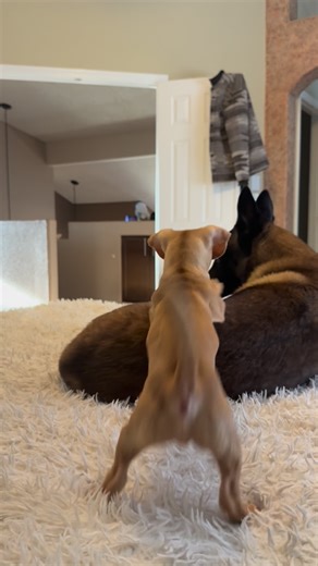 @atlas.the.malinois on Instagram: "What is IT doing on OUR bed? . . . #malinois #belgianmalinois #chiweenie #rescue #puppy"