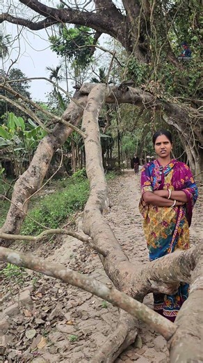 Even if the road is closed, this century-old tree cannot be cut down! A strange combination of fa...