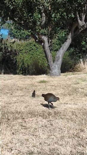 Tasmanian Native Hen The Turbo Chook - Mom & Baby Quacking