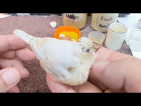 Baby Finch Refused to Eat… I Had to Save It