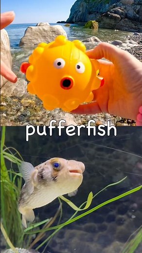 Sea Animal Names for Kids to Learn at the Shore: Fish Fiddler Crab Lionfish Pufferfish Starfish