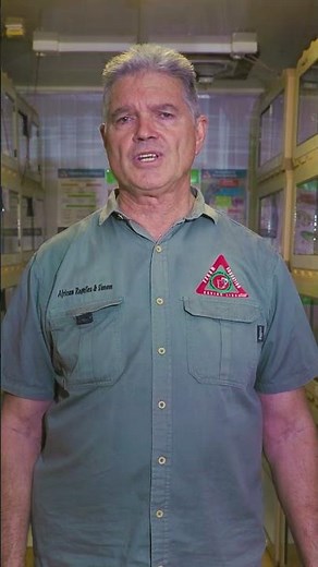 Southern African Python babies to Giants #snake #reptiles #snakes #wildlife #snakehandling