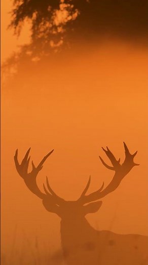 Did you know that deer antlers go through cycles? They shed them and grow them back over the year 🦌