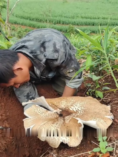 食べられるキノコ10種類 あなたはいくつ 知っていますか？🍄 ※野生のキノコは自己判断で食べないでください。 #キノコ #食用キノコ #菌類 #キノコ採り #田舎暮らし #自然の恵み #山菜採り