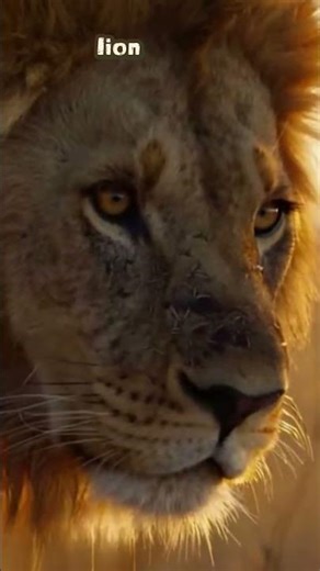 Predator Attacks Caught on Camera 😱