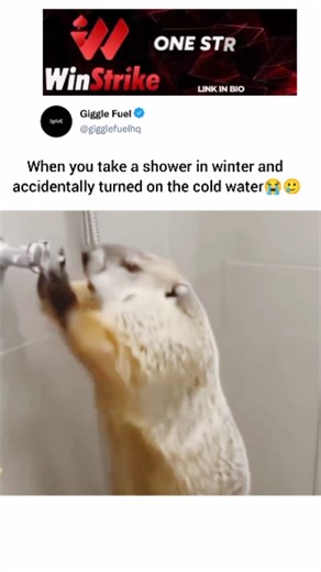 Giggle Fuel on Instagram: "In provides video, a groundhog is seen in a shower. It reaches up and turns the shower handle, but as soon as the water starts spraying, it gets startled by the cold temperature. The groundhog lets out a loud, high-pitched scream, standing on its hind legs with its mouth wide open in a hilarious reaction to the sudden chill. 📩DM For Credit /Removal 📩"