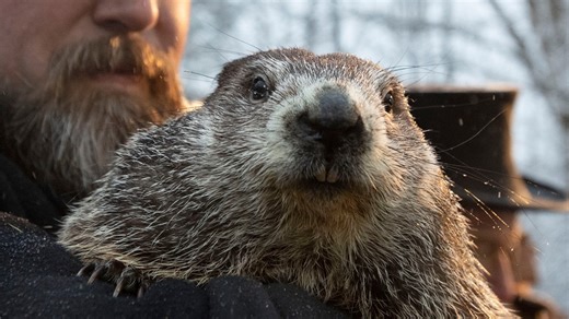 Groundhog Day: What did Punxsutawney Phil predict for 2022?