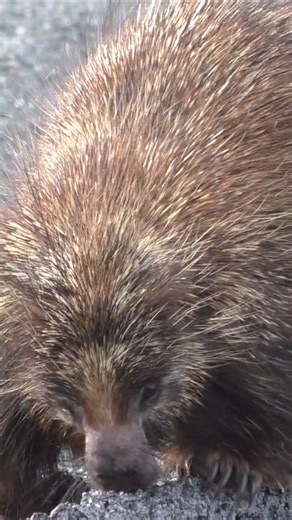 Unexpected Porcupine Encounter in Alaska