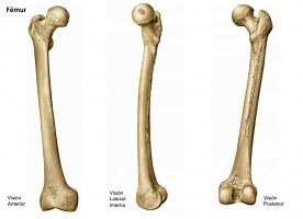 Partes relevantes del fémur