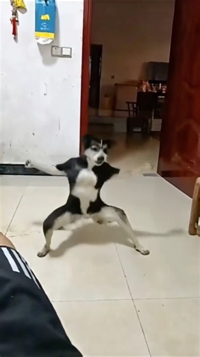 #dogeshbhai #comedy #funnyvideos