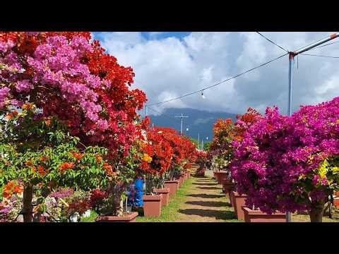 BICOL GARDEN MORE BEAUTIFUL THAN CHERRY BLOSSOM OF JAPAN AND DUBAI GARDEN