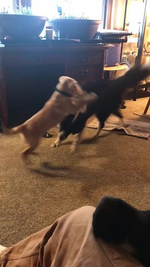 Two years ago I brought home a heap of trouble and I cannot imaging our life without her. Happy Birthday Miss Molly #lab #labrador #yellowlab #labradorretriever #labradorpuppy #yellowlab #bearpointkennels #fielddoglife#bordercollie #bordercolliesoftiktok #puppy