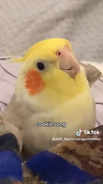 #duet with @Bibi Cockatiel #cockatiel #FYP. THIS IS DEFINITELY CATCHY. GOT ME SINGING. COOOKIE COOOKIE DA DAH DA DA DA DUH #DMF❤️