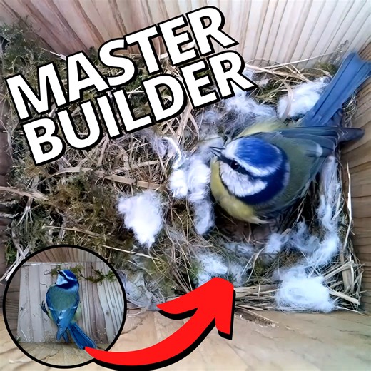 35K views · 1.4K reactions | The end result is perfect  | Nest Box Live | Facebook