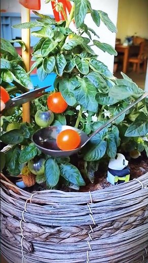 A simple and unique way to harvest cherry tomatoes with simple tools #shorts