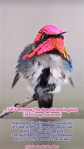 ✨💙✨‼️Meet The Bee Hummingbird; It's Officially Recognized as The Smallest Bird of the World‼️✨💖✨