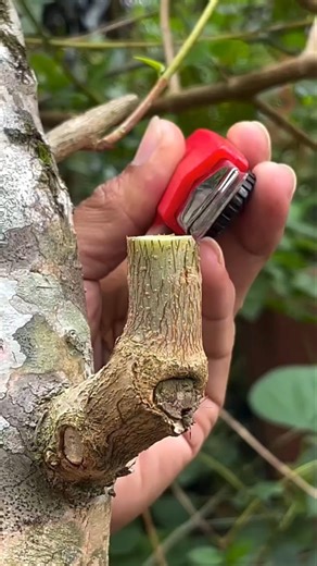 “1 Second Perfect Cut! 😱✂️ Satisfying Tree Pruning 🌿✨ #shorts”