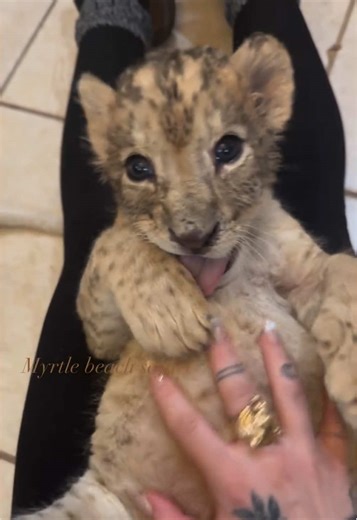 Discover the Adorable Baby Lion Cubs at Myrtle Beach Safari