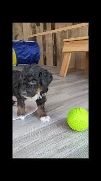 Mini Aussiedoodles-7 Weeks Old!!