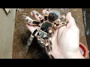 HOW to take a TARANTULA in your HANDS?