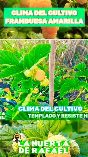Growing climate of the Yellow Raspberry [Rubus idaeus Golden Bliss]