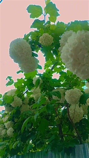 Chinar Trees of Kashmir | White Flowers, Wild Nature and Beautiful Mountains#shorts #nature#flowers