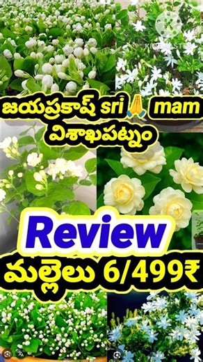 5 types of jasmine🌱 plants 6/499rs 👌for less #shorts #jasmine #garden #gardening #plants #plant #...
