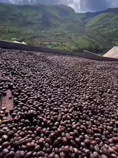 The selection of seedlings in a coffee farm is an important aspect of coffee cultivation that can impact the quality and productivity of the crop. DICTCo asks Mrs. Marivic Dubria, a.k.a the