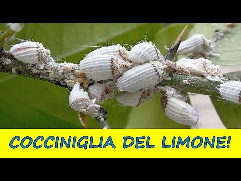 How to get rid of COTTONISH COCHENILS from citrus fruits in a natural way!