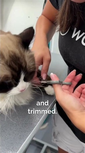 Yes, professional cat grooming is a real thing!