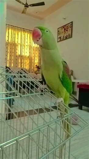 gana gane waala tota🦜❤️💚😘😍#parrot #nonstoptalkingparrot #birds #talkingparot #mithukibatain #pets